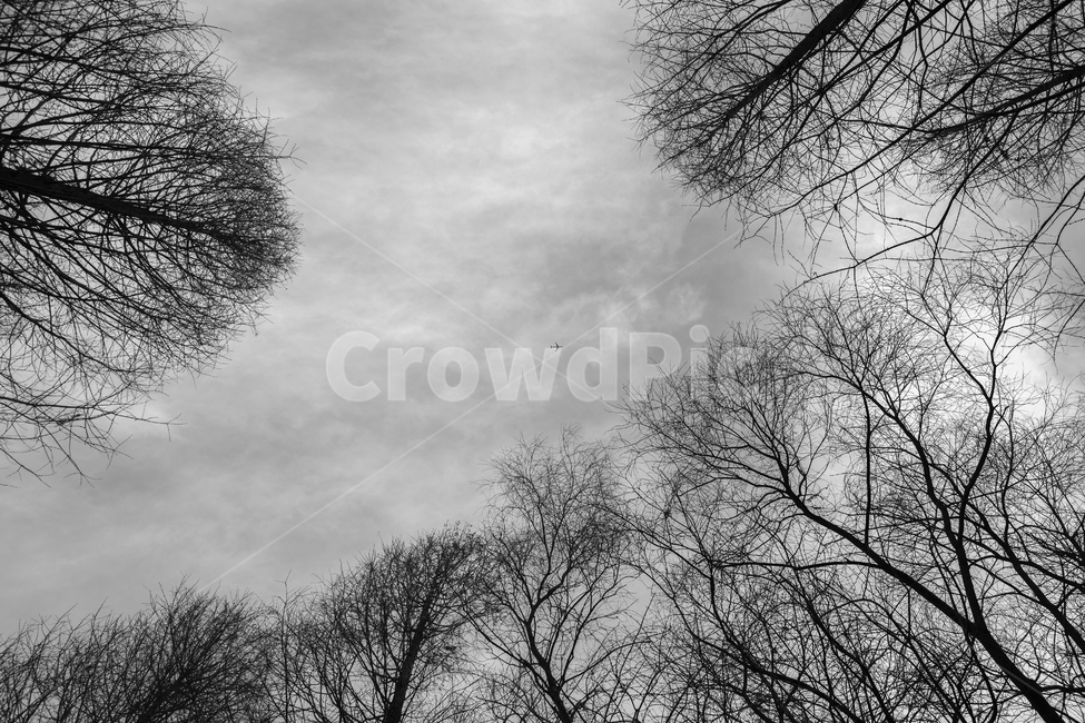 겨울,나무,자연,풍경,하늘,나목,tree,plant,식물,nature,weather,날씨