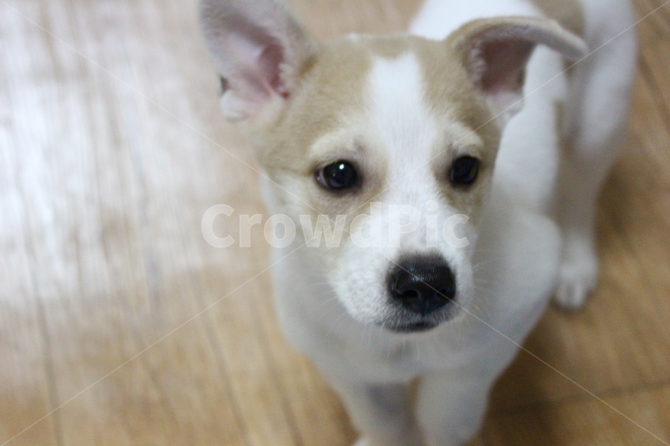 강아지,동물,개,puppy,반려견,pet,포유류,animal,dog,믹스견,동물,animal,포유류,mammal,개,강아지,dog,doggy