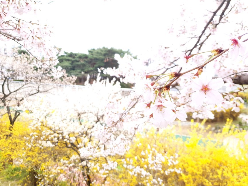 벚꽃,성내천,개나리,봄,개화