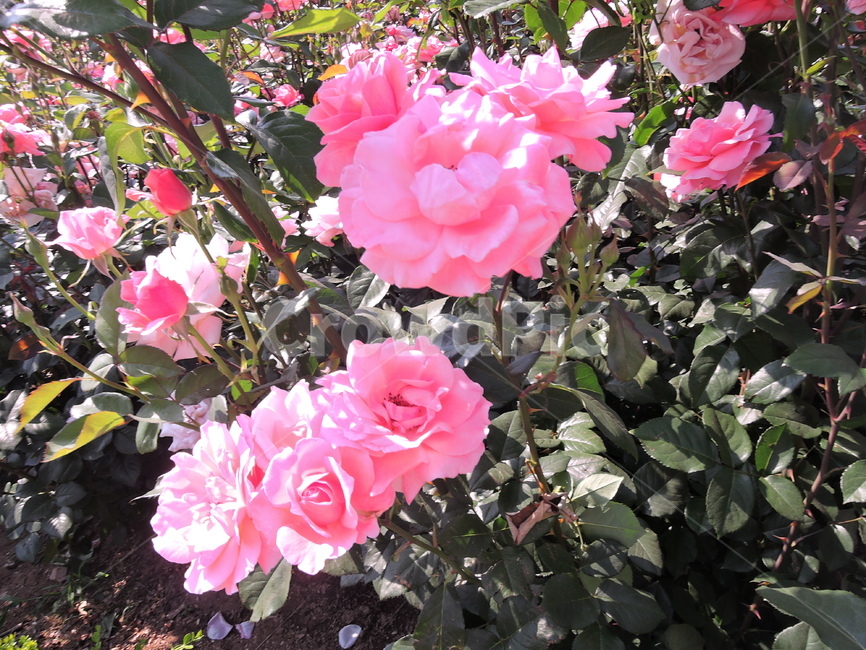 장미,장미원,장미꽃,flower,rose,꽃,식물,화원,장미공원,공원,식물,자연,plants,nature,꽃,flower