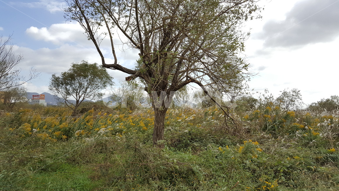 산책로,가을,가을느낌,한들한들,오후,자연,풍경,nature,landscape,plant,식물,tree,나무,tree trunk,나무 줄기,outdoors,옥외,grassland,목초지,field,들