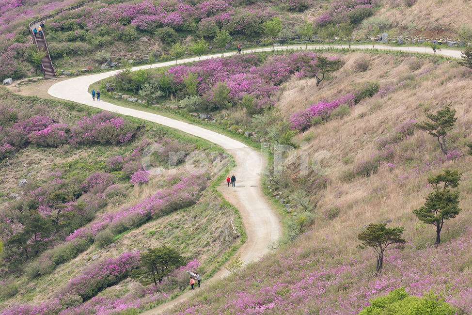 산책길,아름다운길,길,황매산,철쭉길,철쭉,데이트,두사람,남여,꽃길,철쭉제,봄,계절,spring,season,자연,풍경,nature,landscape,사람들,대중,군중,other people,crowd