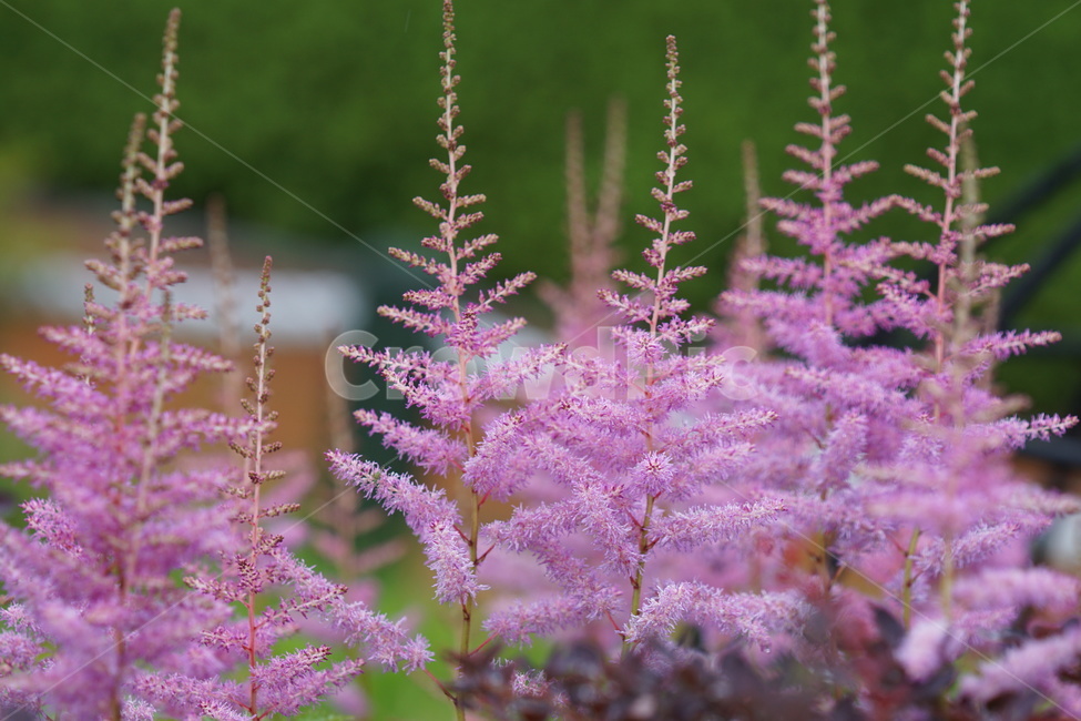 꽃,자연,식물,노루오줌,flower,nature,그린,green,식물,자연,plants,nature,꽃,flower
