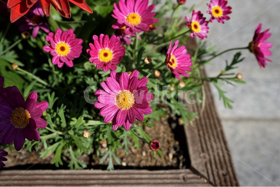 봄,정원,가드닝,원예,원예식물,화려,식물,꽃,garden,scent,healing,bloom,colorful,floral,flower,gardenflowers,happymind,life,nature,plant,spring