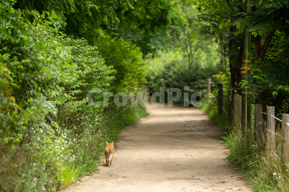 고양이,여름,봄,나무,숲,동물,동물,animal,포유류,mammal,고양이,cat,kitten,kitty