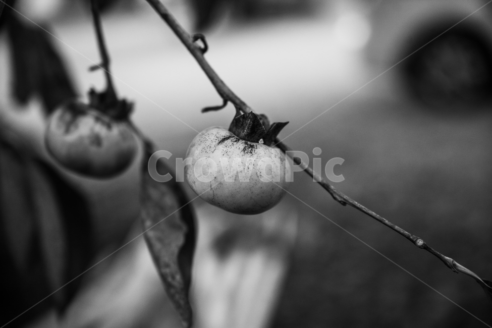 식물,과일,food,음식,나무,감,과일,열매,fruit,흑백,모노톤,monochrome,black and white