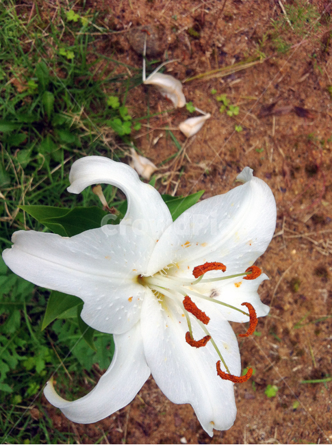 나리꽃,산,나리,꽃,잎사귀,나무,꽃나무,leaf,flower,정원,garden,white,식물,자연,plants,nature,꽃,flower