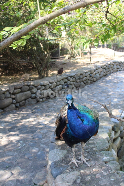 peacock,zoo,peahen,공작,animal,동물,bird,새,동물원,화려한,조류,자연,nature,동물,animal,조류,새,birds