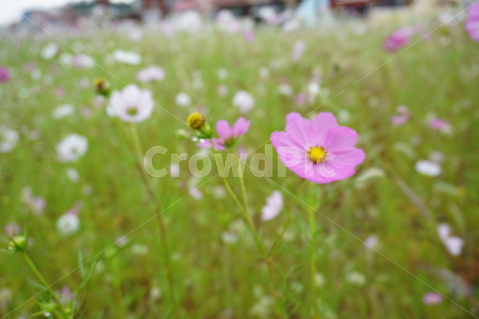 코스모스,가을,꽃,식물,flower,plant,가을,계절,fall,autumn,season,식물,자연,plants,nature,꽃,flower,geranium,제라늄,blossom