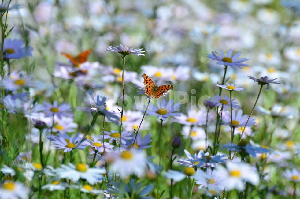 호랑나비,호랑나비구절초,구절초,산청구절초,꽃,나비,식물,자연,plants,nature,꽃,flower