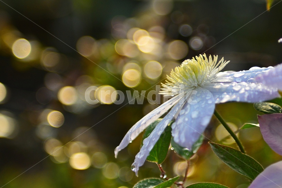 blossom,plant,식물,flower,꽃,보케,하얀꽃,이름모를꽃,식물,자연,plants,nature,꽃,flower