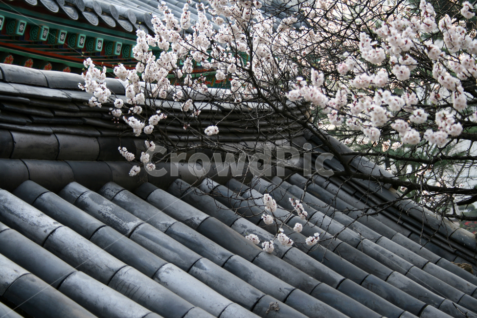 한국,기와,지붕,벚꽃,산책,봄,봄날,감성,spring,flower,풍경,식물,꽃,하얀,흰색,white,봄,계절,spring,season,한국전통,한국문화,korean traditional,korean culture,식물,자연,plants,nature,꽃,flower,roof,plant
