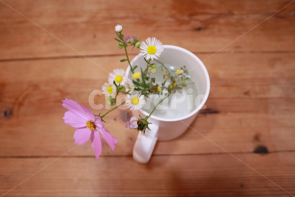 plant,식물,컵,꽃,개망초,코스모스,데코