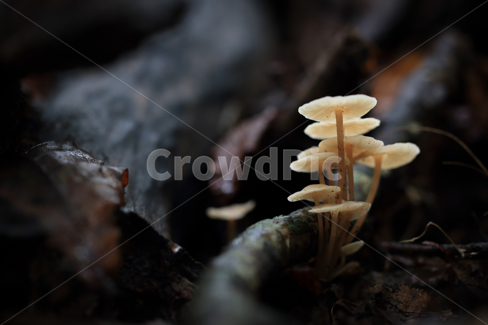 버섯,애기낙엽버섯,삿갓버섯,귀여움,귀여운,mushroom,초록,green,한국버섯,koreanmushroom,버섯,mushroom