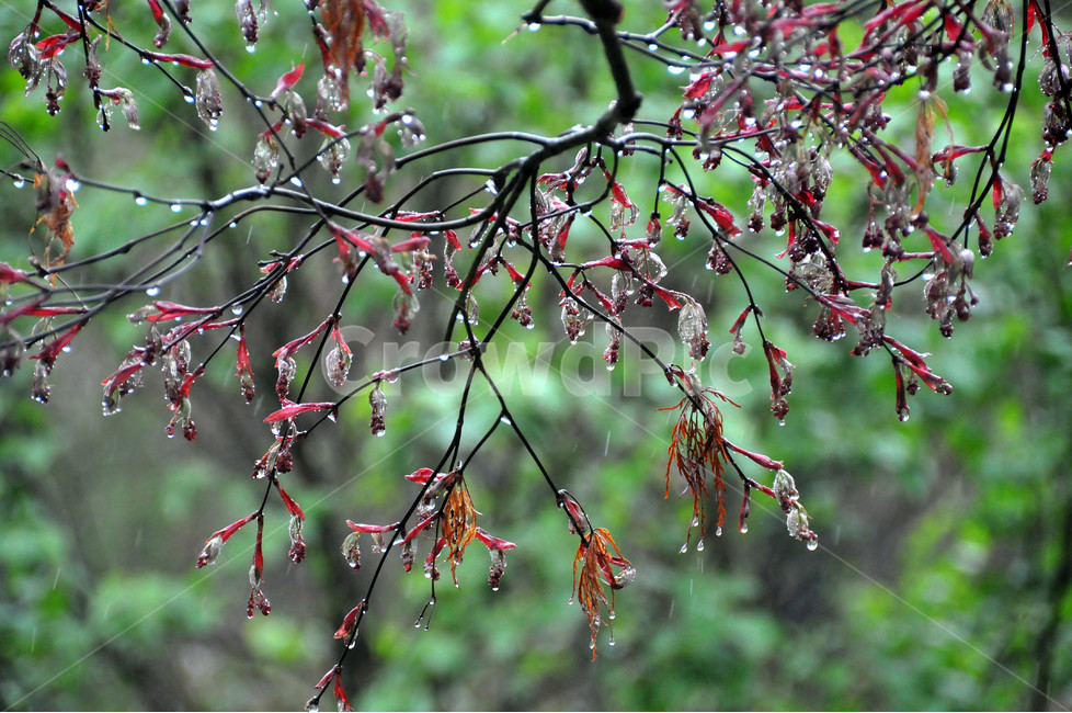 봄비,나뭇잎,꽃잎,차분,정경,식물,자연,plants,nature,비,비오는날,rain,rainy