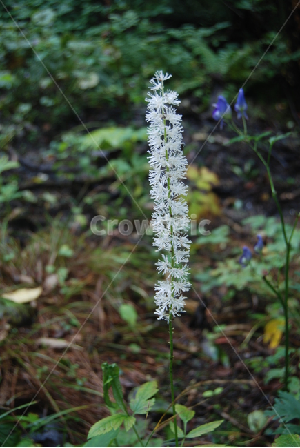 태기산,야생화,공원,휴양림,봄,식물,자연,plants,nature,꽃,flower