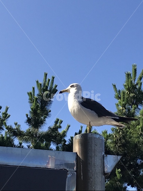 bird,새,갈매기,plant,식물,tree,나무,동물