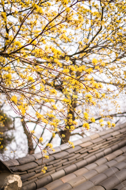 봄,절,plant,식물,flower,blossom,꽃,사찰,지붕위,지붕,산수유,노랑꽃,봄,계절,spring,season