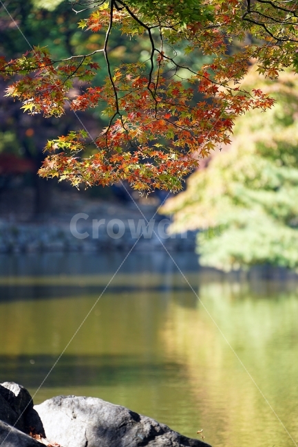 단풍,창경궁,단풍놀이,낙엽,호수,가을,계절,fall,autumn,season,식물,자연,plants,nature,나무,trees,wood,plant,leaf,잎,tree