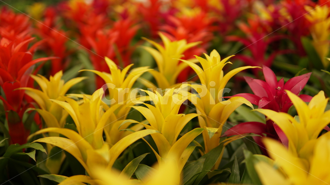 식물,빨간색,노란색,화려한,알록달록,식물,자연,plants,nature,꽃,flower