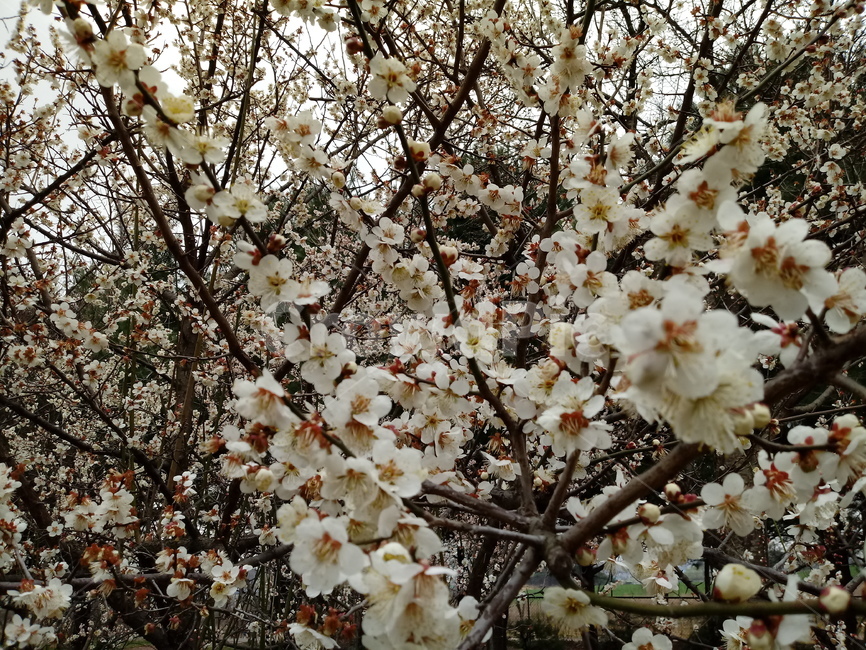 매화,매화나무,일지춘,군자향,매실나무,과일,열매,흰꽃,봄,계절,spring,season,식물,자연,plants,nature,꽃,flower,plant,blossom,cherry blossom,벚꽃