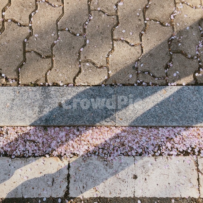벚꽃잎,벚꽃길,cherryblossom,벚꽃,그림자,감성,spring
