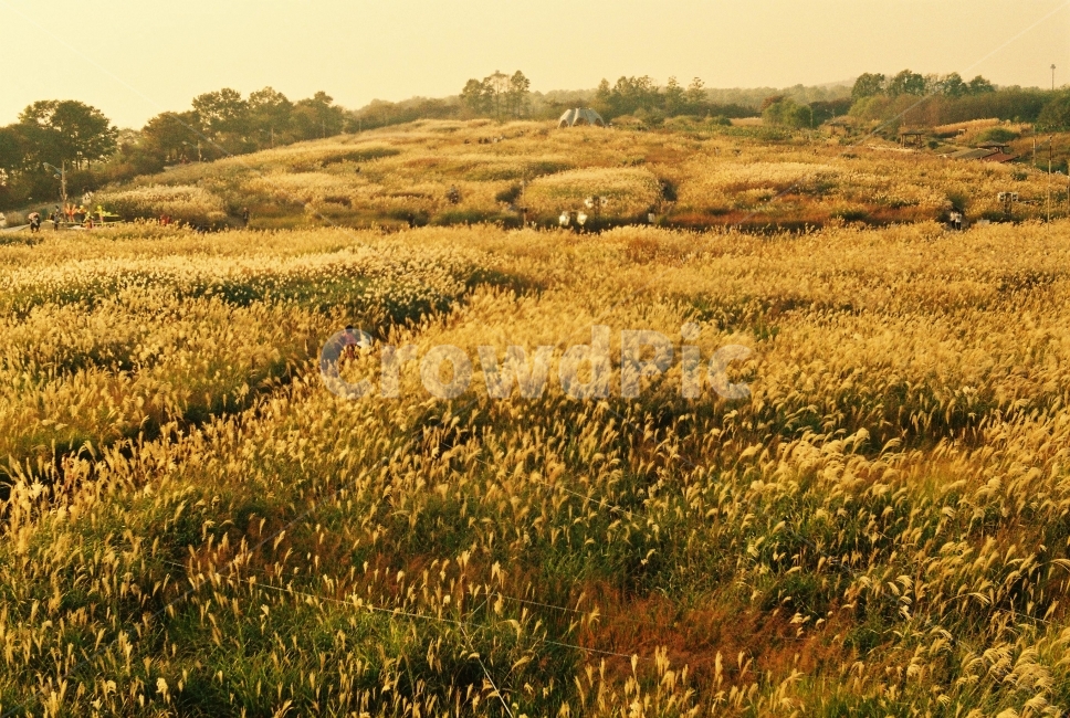 하늘공원,자연,갈대,가을,식물,감성,갈색,가을,계절,fall,autumn,season,자연,풍경,nature,landscape,한국자연풍경,한국자연경관,korea nature landscape,field,들,grassland,목초지,outdoors,옥외
