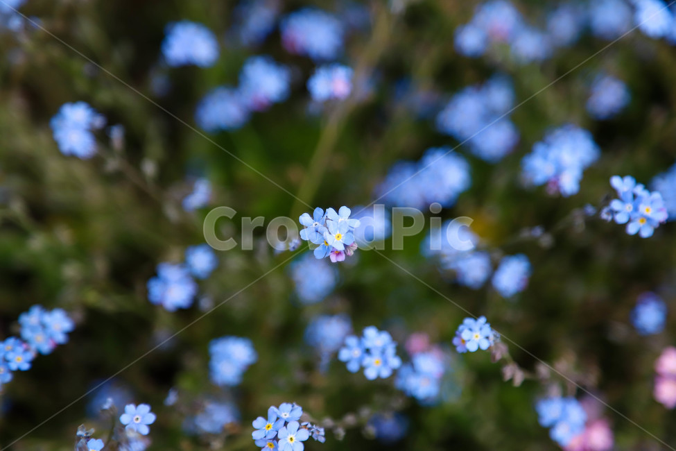 봄,봄날,봄꽃,배경,예쁜,아름다운,꽃,spring,flowers,beautiful,plants,식물