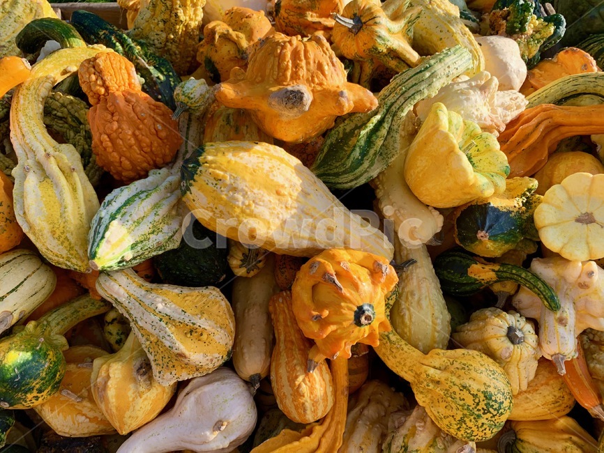 호박,주황,오렌지색,야채,신선한,싱싱한,야채가게,야채마트,야채시장,펌킨,pumpkin,알록달록,plant,식물,produce,food,음식,음식,식재료,요리,food,cook,meal,dishes,food reserves