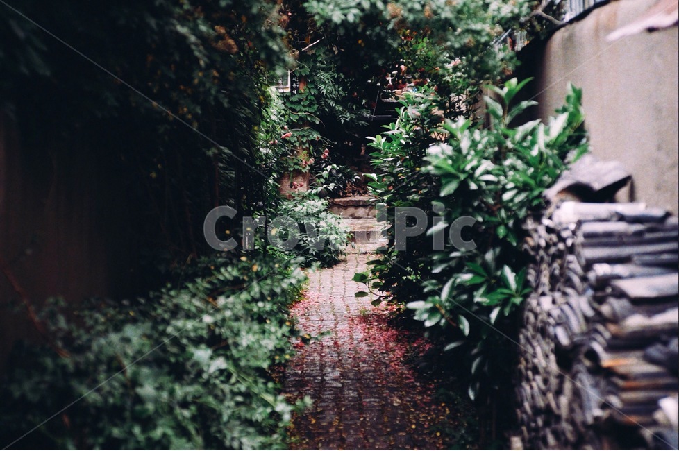 감성사진,꽃,장미,골목,식물,골목길,alley,식물,자연,plants,nature,감성,sensible,feeling,outdoors,옥외,garden,정원