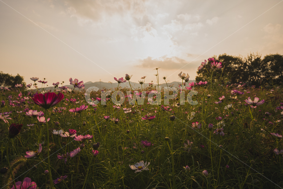 코스모스,노을,일몰,하늘,grassland,목초지,outdoors,옥외,field,들,nature,자연,farm,countryside,rural,농촌,meadow,가을,계절,fall,autumn,season,농장