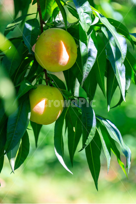 복숭아,과수원,식품,과일,수확,가을,익은,농업,식물,자연,plants,nature,과일,열매,fruit,산업,industry,industrial,농업,농사,agriculture,farming,farming industry