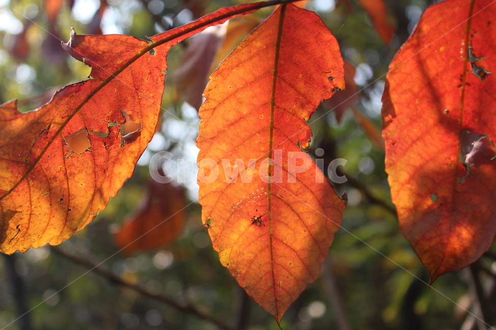 plant,식물,leaf,잎,단풍,가을,계절,fall,autumn,season