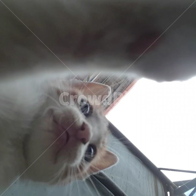 고양이,발바닥,수염,눈동자,입