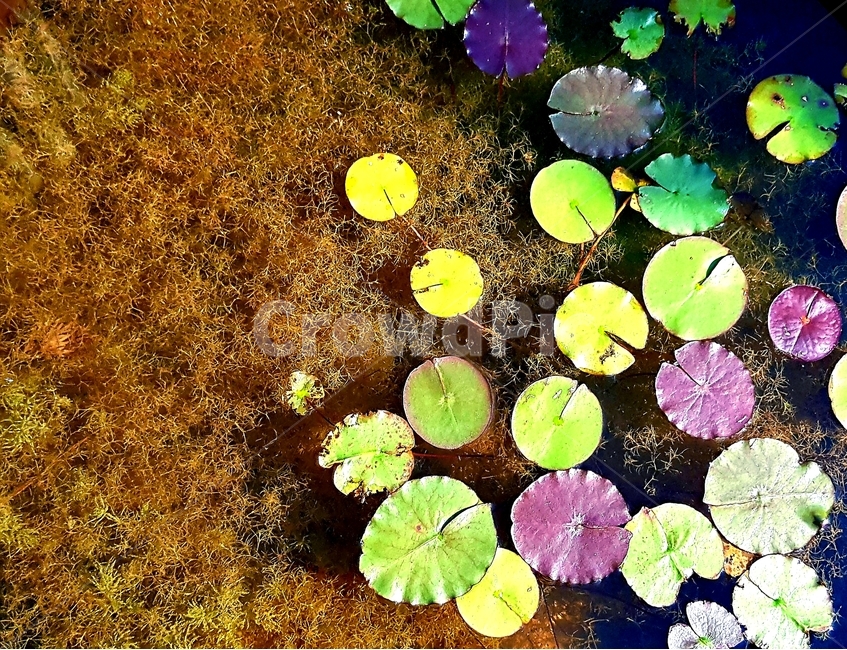 패턴,pattern,색,color,물,water,식물,자연,plants,nature