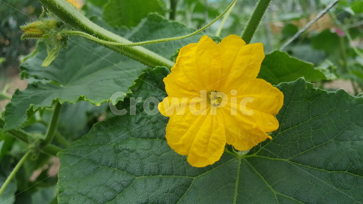 노란색꽃,노란꽃,꽃,flower,yellow