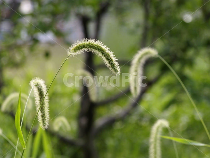 plant,식물,강아지풀,꽃,녹색,flower,식물,자연,plants,nature