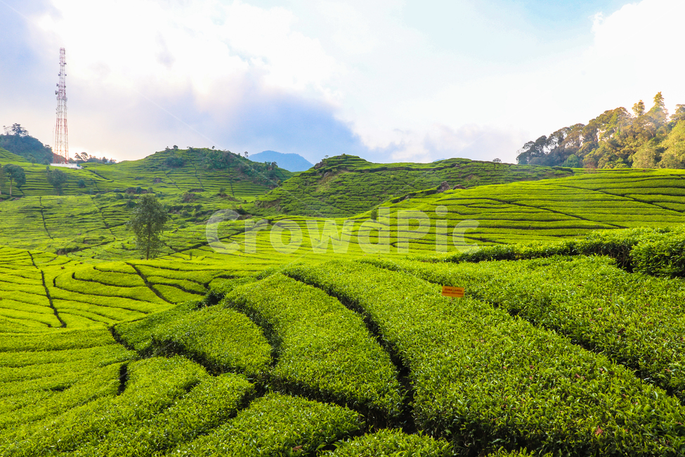 차밭,차,밭,풍경,자연,자연,풍경,nature,landscape,outdoors,옥외