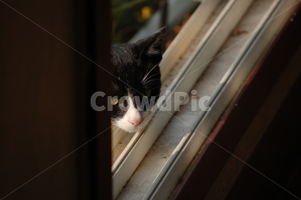 고양이,길고양이,코숏,코리안숏헤어,마당,빼꼼,동물,animal,포유류,mammal,고양이,cat,kitten,kitty