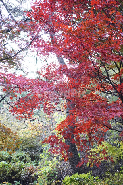 가을산,단풍,낙엽,나무,가을,가을,계절,fall,autumn,season,자연,풍경,nature,landscape,leaf,잎,plant,식물,tree,maple