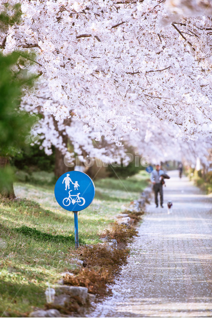 벚꽃,보호구역,감성,feel,sakura,봄,계절,spring,season,자연,풍경,nature,landscape,plant,식물