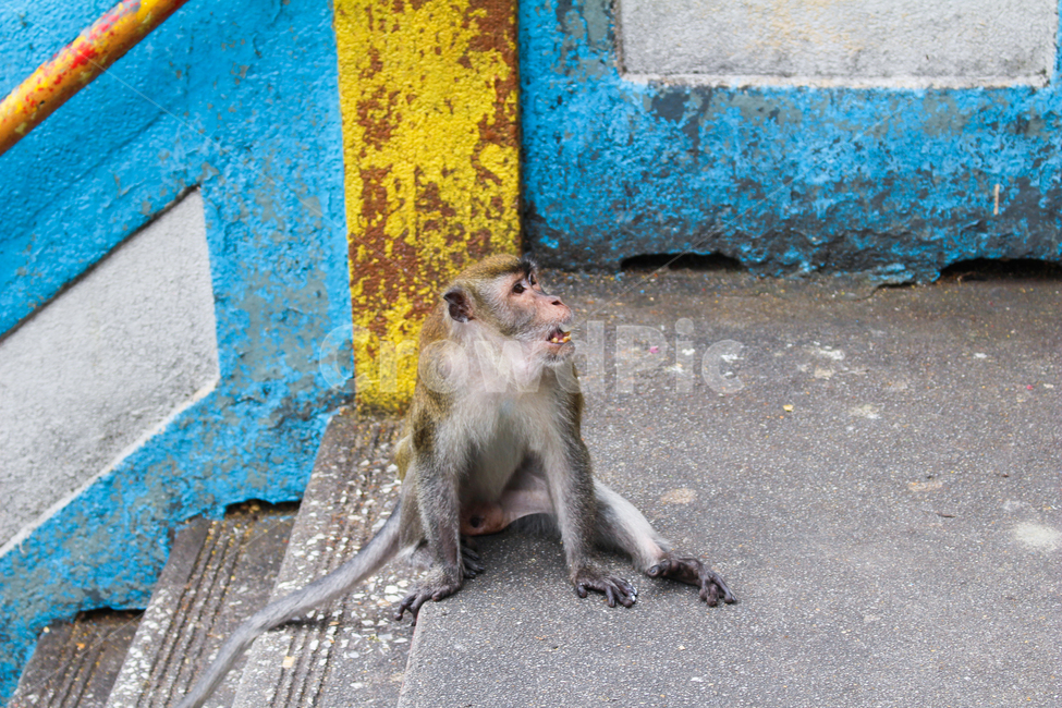 원숭이,monkey,일본원숭이,동물,animal,회색,gray,앉아있는,sit,원숭이띠,동물,animal,포유류,mammal