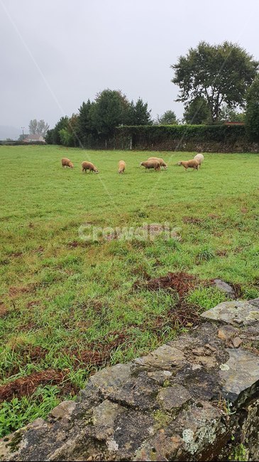 grassland,목초지,outdoors,옥외,field,들,nature,grass,자연,잔디,식물,plant