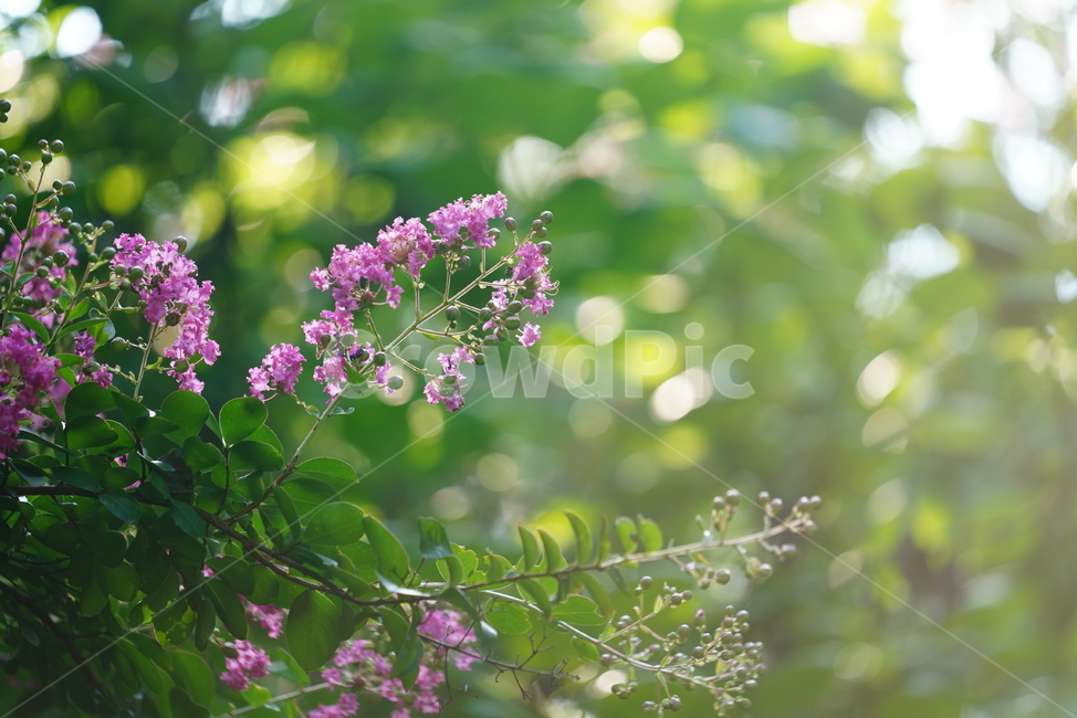꽃,플라워,flower,생물,자연,분홍,컬러,색감,plant,식물,식물,자연,plants,nature,꽃,flower