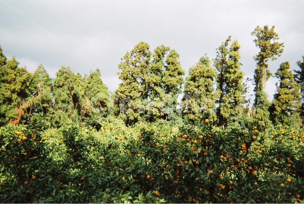 필름,film,아날로그,analog,감성사진,감성,제주도,제주,감귤나무,감귤,식물,자연,plants,nature,과일,열매,fruit,감성,sensible,feeling