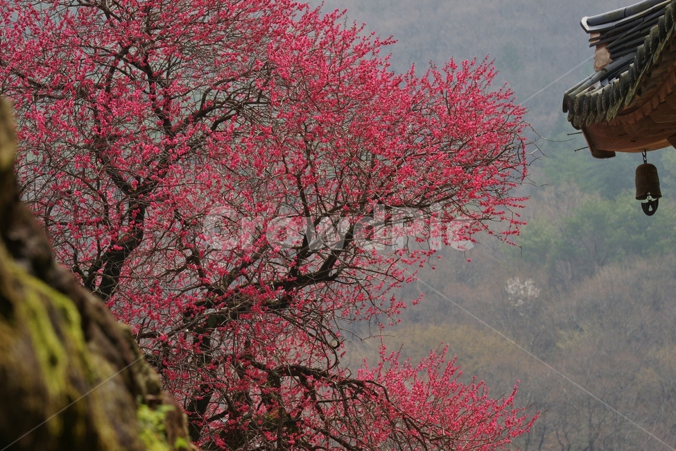 홍매화,화엄사,봄,매화,구례,봄,계절,spring,season,자연,풍경,nature,landscape,plant,식물