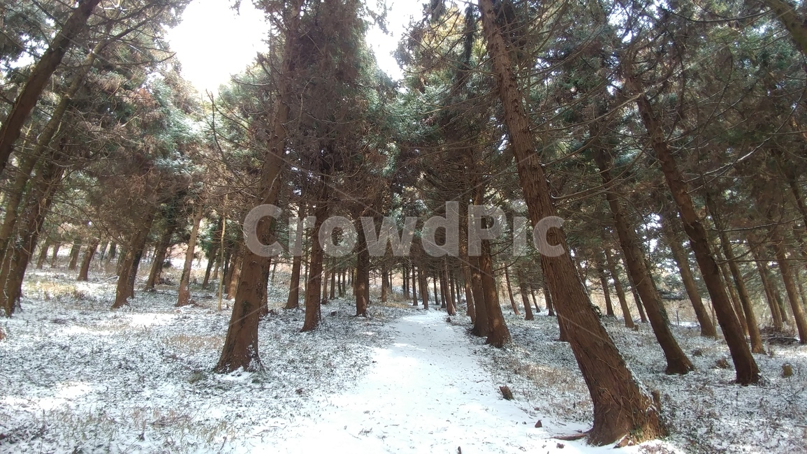 제주도,눈,나무,tree,눈길,겨울,계절,winter,season,나무,trees,wood