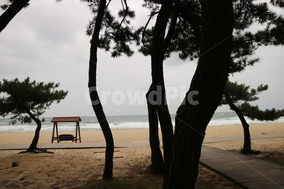 강릉,경포해변,바다,소나무,풍경,배경,해변,바다,beach,sea,식물,자연,plants,nature,나무,trees,wood