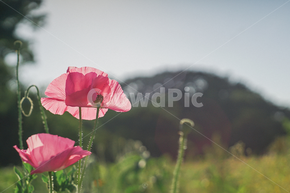 양귀비,여름꽃,꽃,양귀비꽃,꽃밭,여름,계절,summer,season,자연,풍경,nature,landscape,식물,plants,꽃,flower,plant,blossom,geranium,제라늄