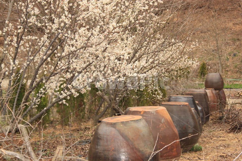 항아리,매화,초봄,시골,c​ountry,한국적,마당,flower